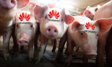 Khó làm điện thoại, Huawei bắt đầu nuôi LỢN bằng AI