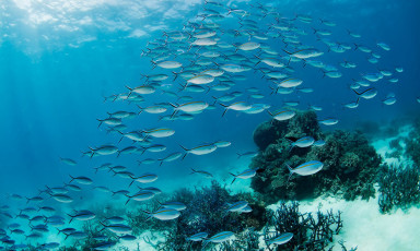 Công nghệ Deep Learning của Dell hỗ trợ bảo vệ rạn san hô bờ đá lớn!